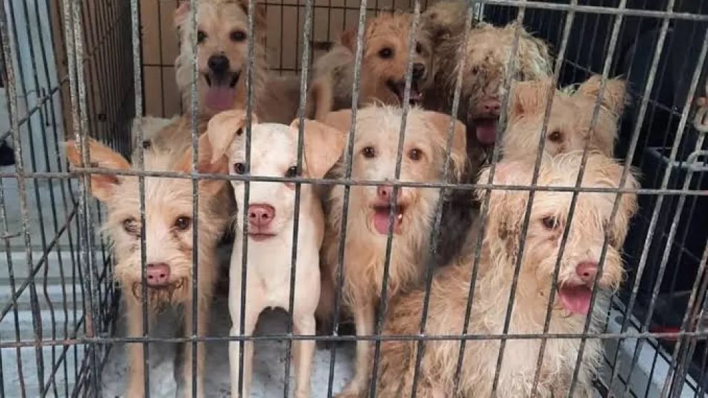 Proponen endurecer leyes contra el maltrato animal en Chetumal.